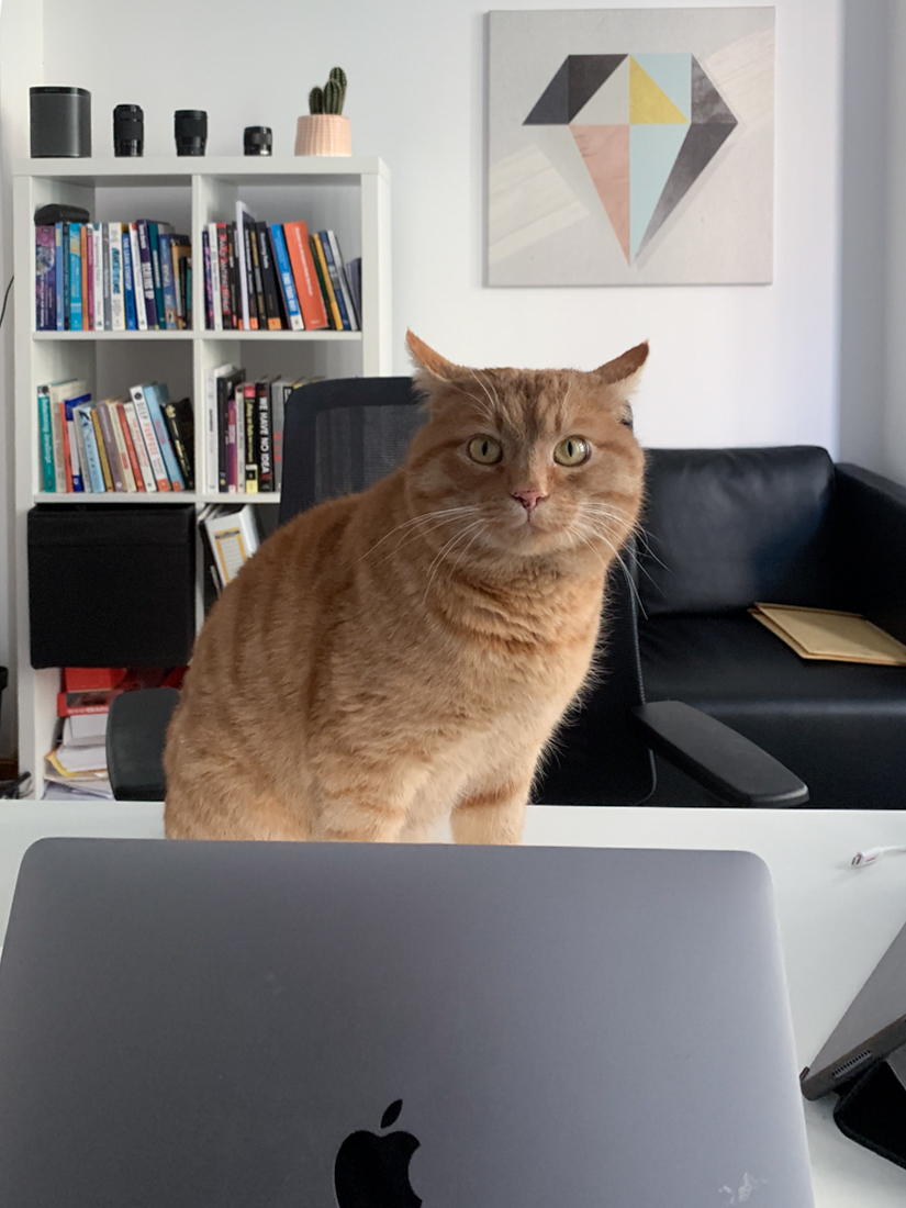 The Office Cat
